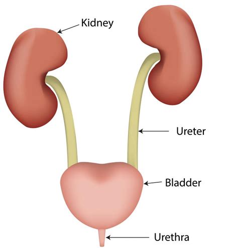 Urethra 中文